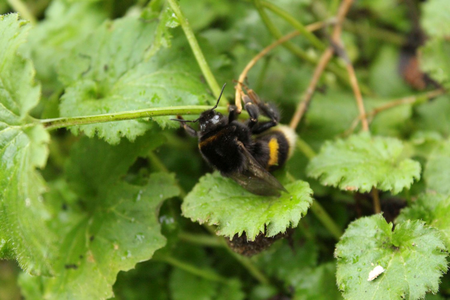 Erdhummel Bombus terristis