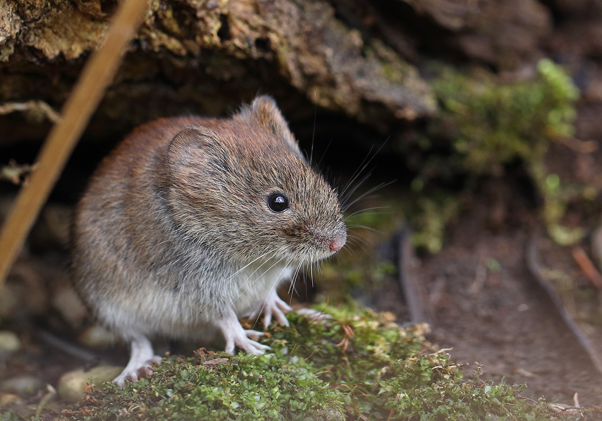 meine erste Maus - welche ist es?