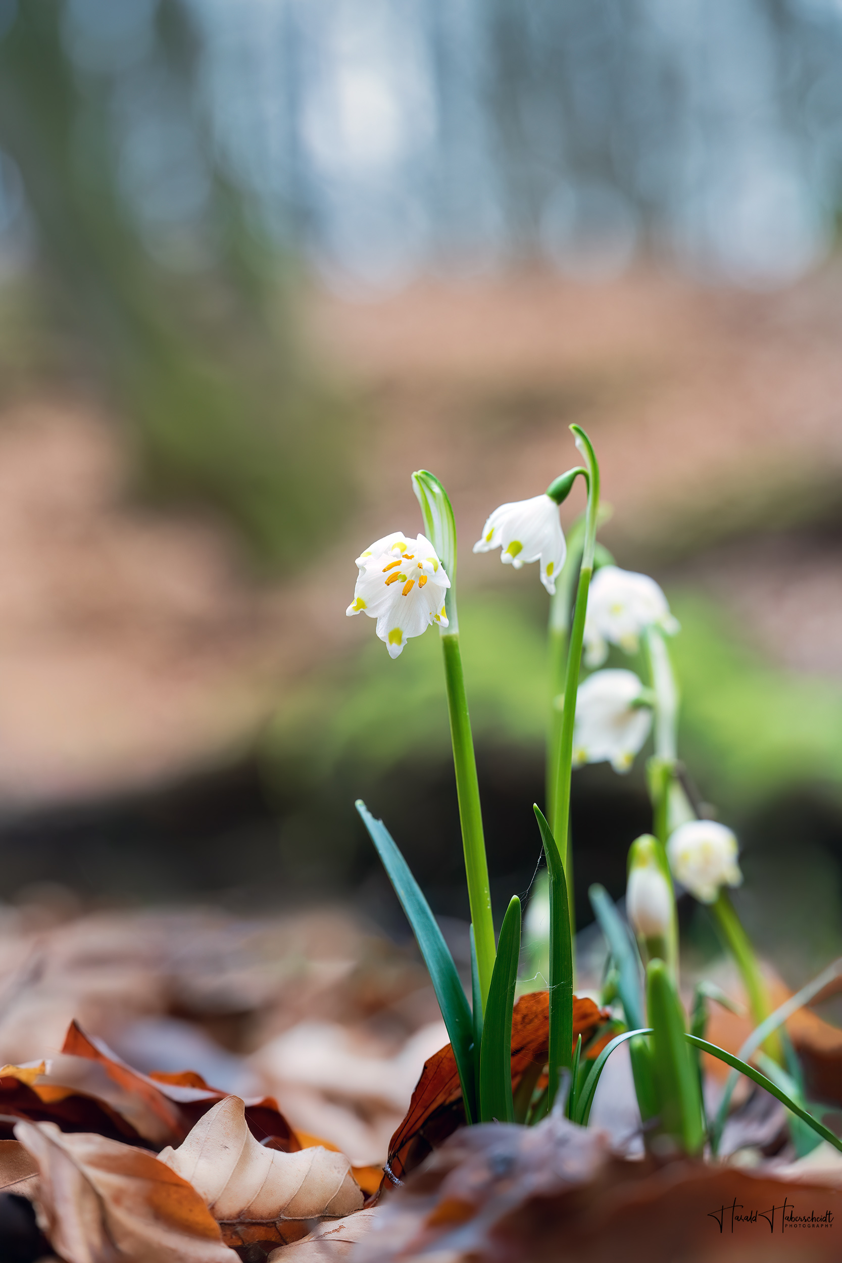 Februarbecher