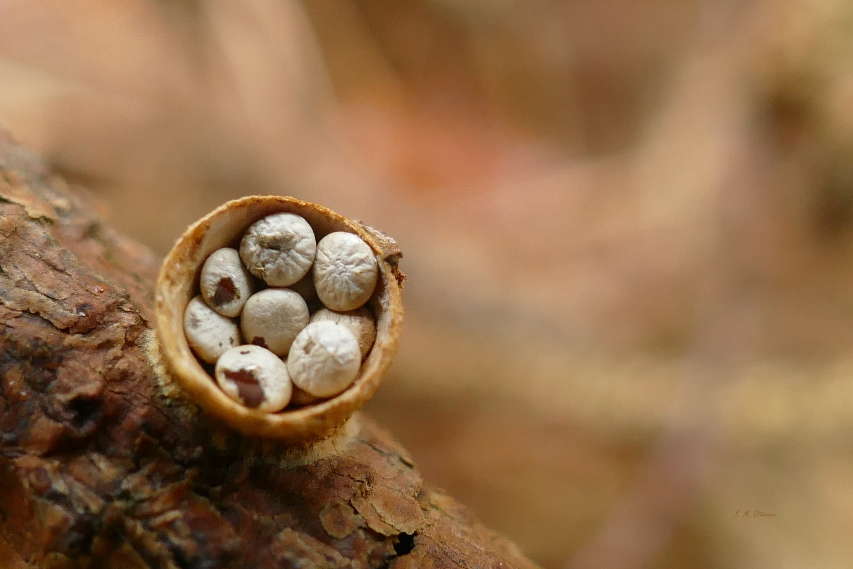 Brotkorb- oder Vogelnestpilze ........