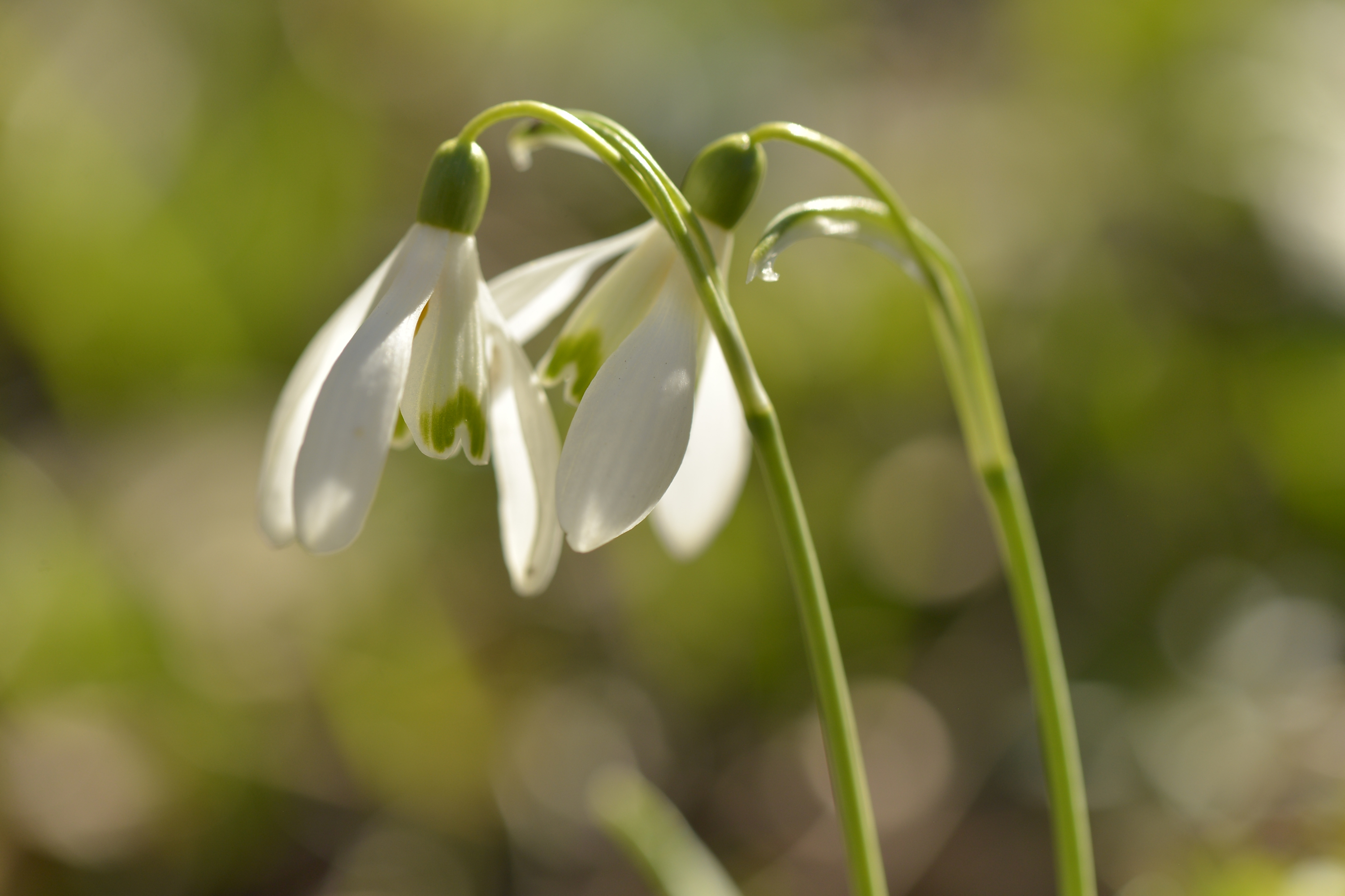 Zarte erste Blüten