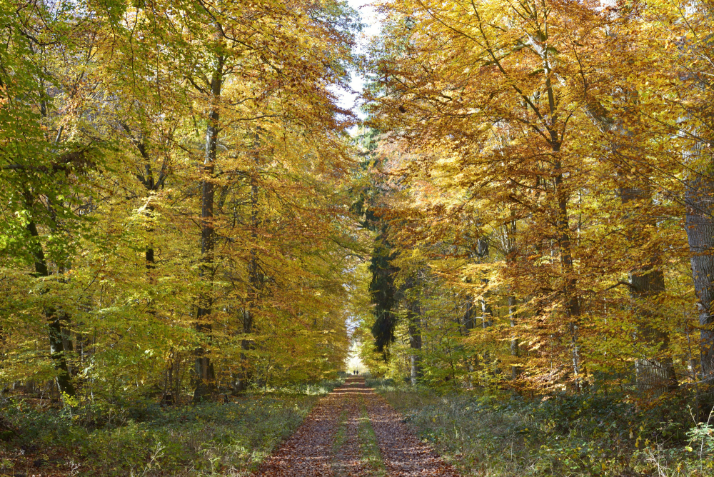Herbstwald