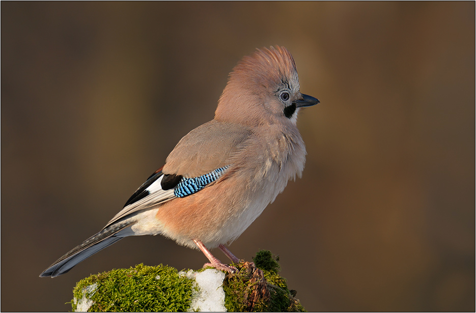 Eichelhäher(Garruls glandarius)