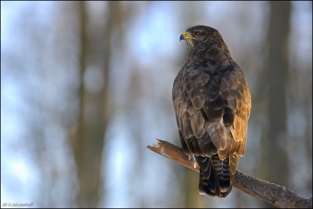 Hungrig *Mäusebussard (Buteo buteo)*