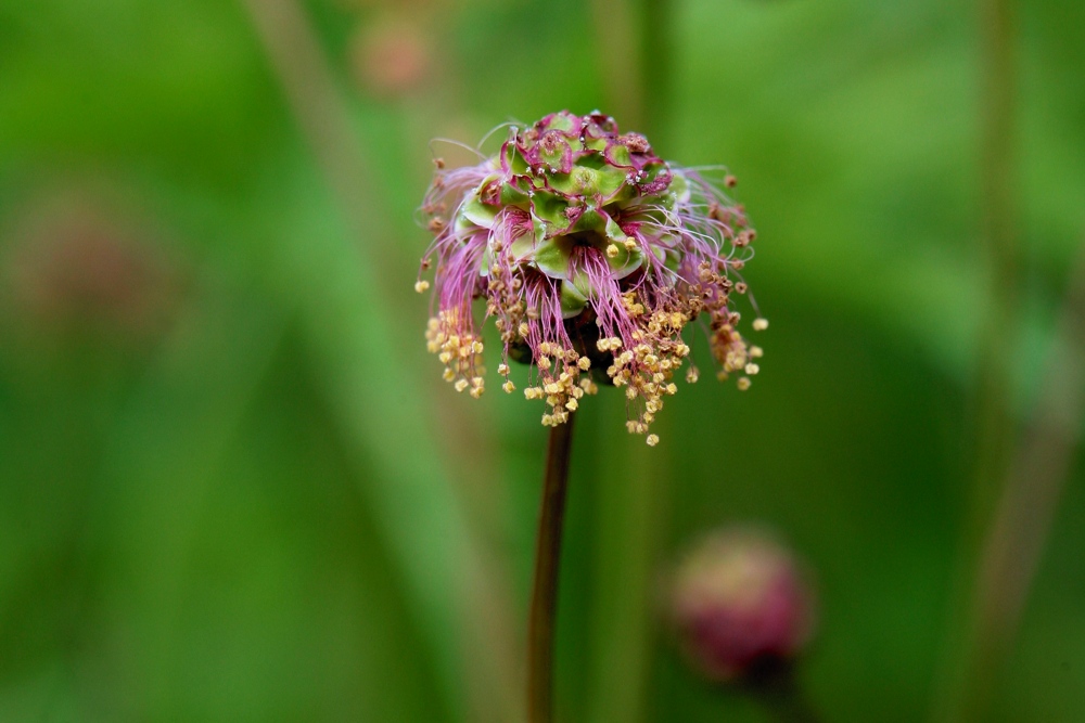 Kleiner Wiesenknopf