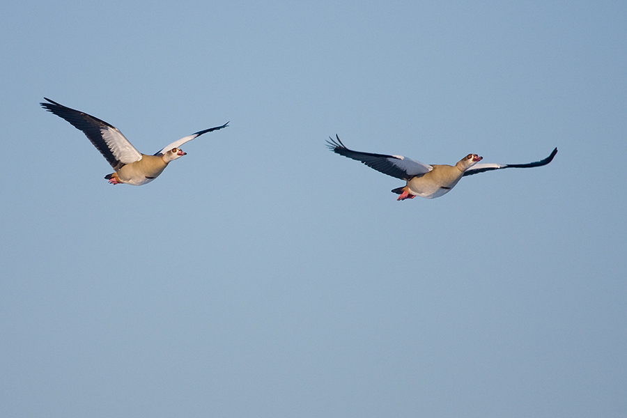 Nilgänse