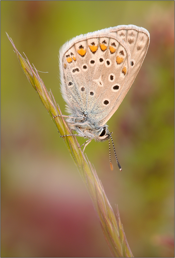 Hauhechelbläuling ( Polyommatus icarus )