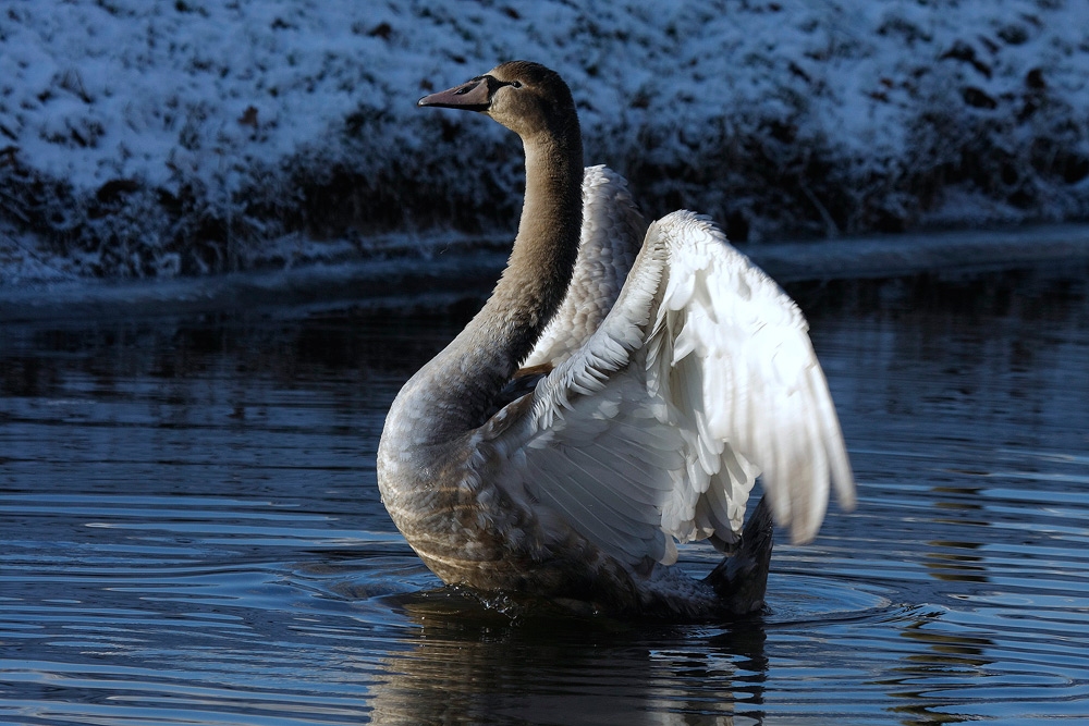 schwan (Forum für Naturfotografen)