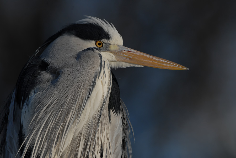 Grey heron