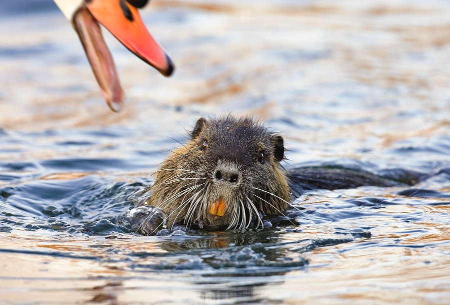 Die Geschichte vom Nutria und des Schwans