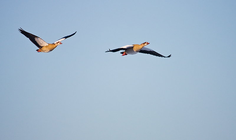 Nilgänse 2