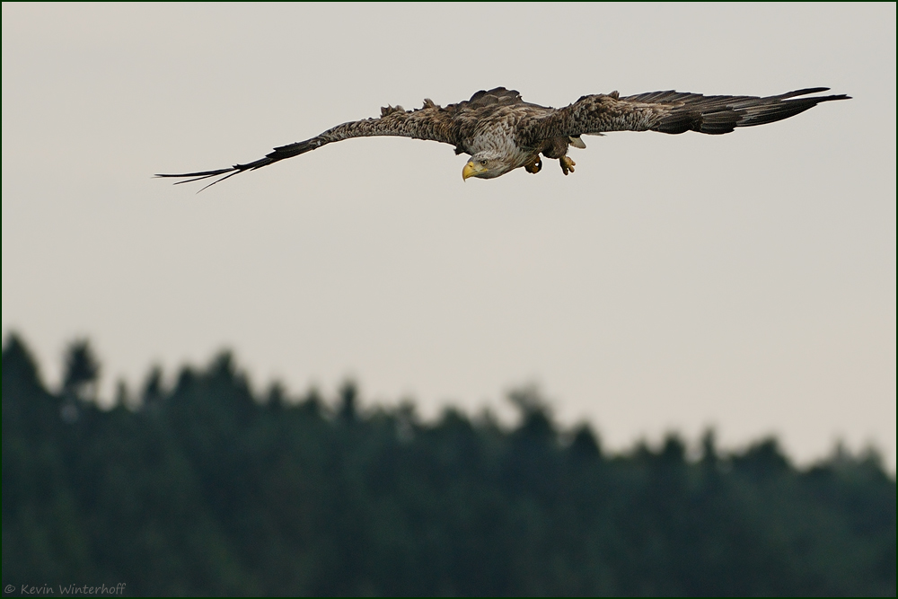 Wunderschöne Erinnerungen... *Seeadler*