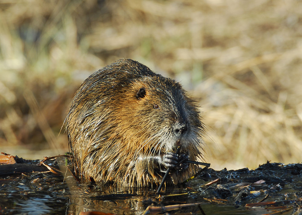 Nutria (Myocastor coypus)
