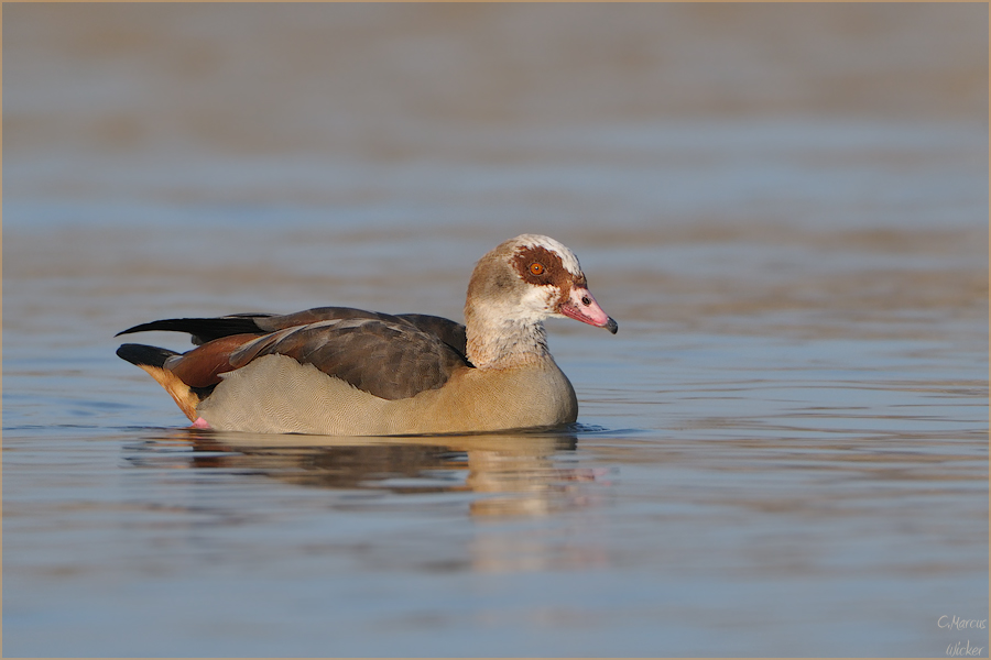 Alopochen aegyptiacus