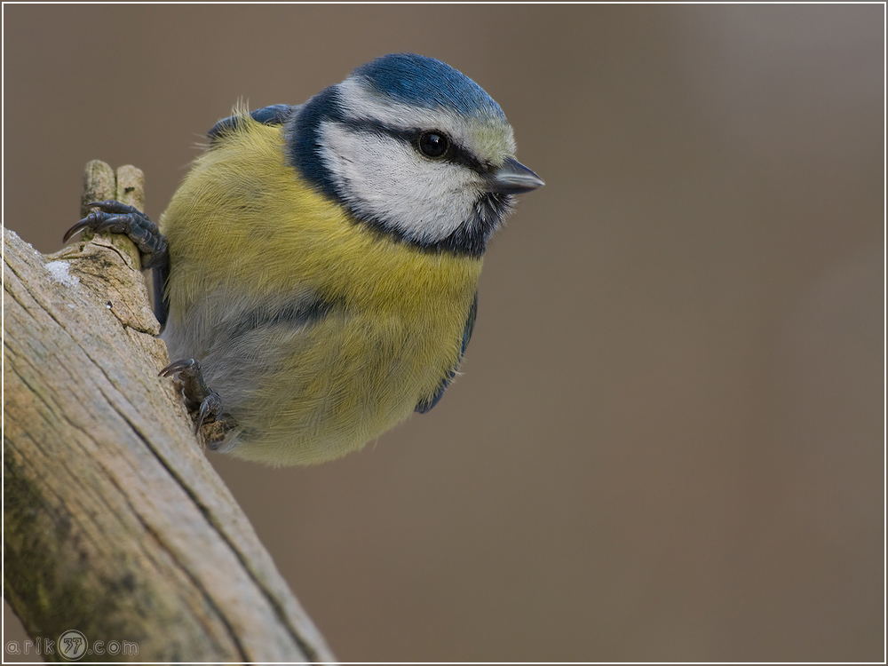 Blaumeise - Parus caeruleus