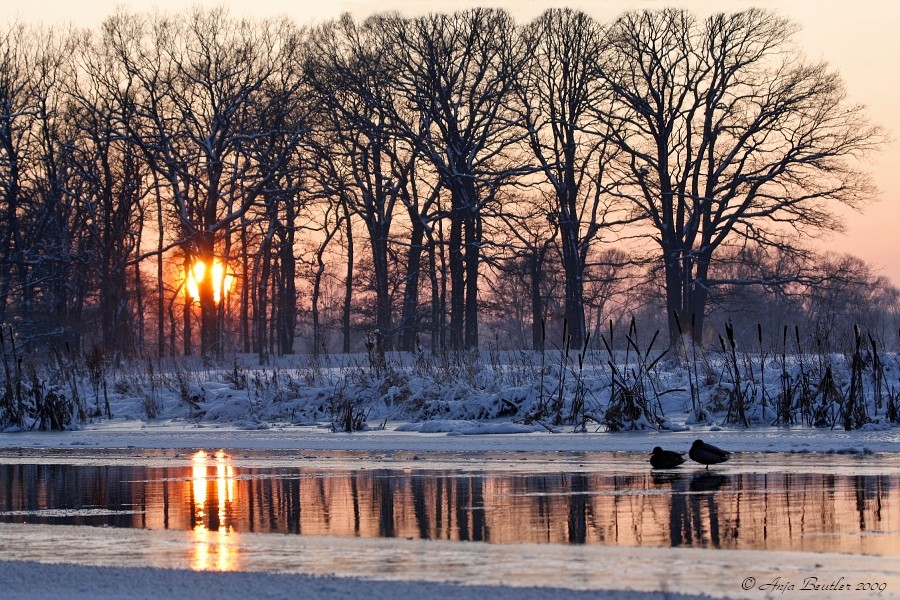 Stille