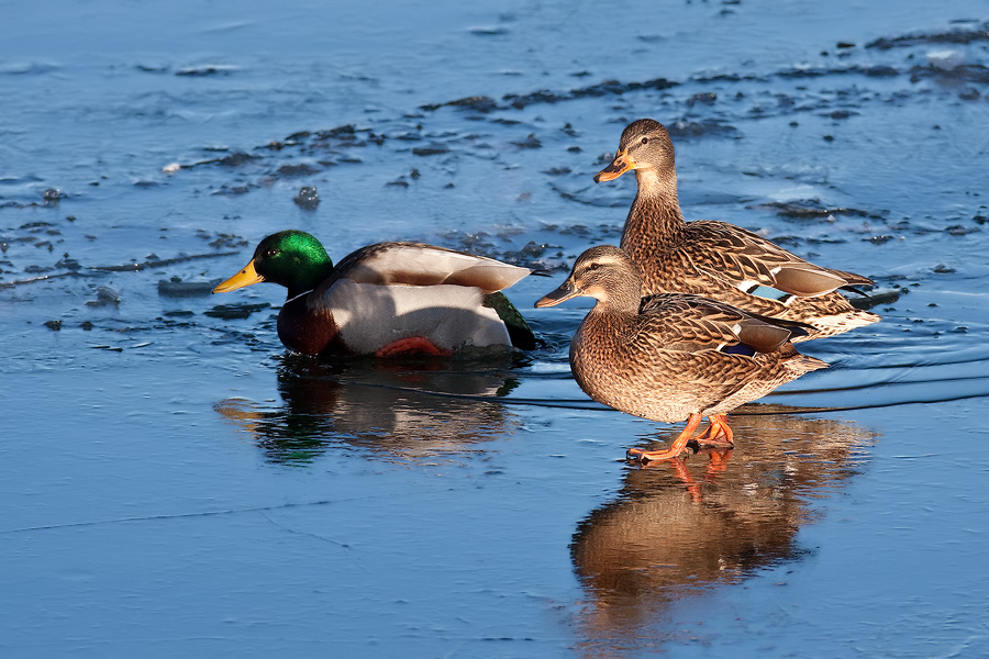 Stockente (Anas platyrhynchos) als Eisbrecher