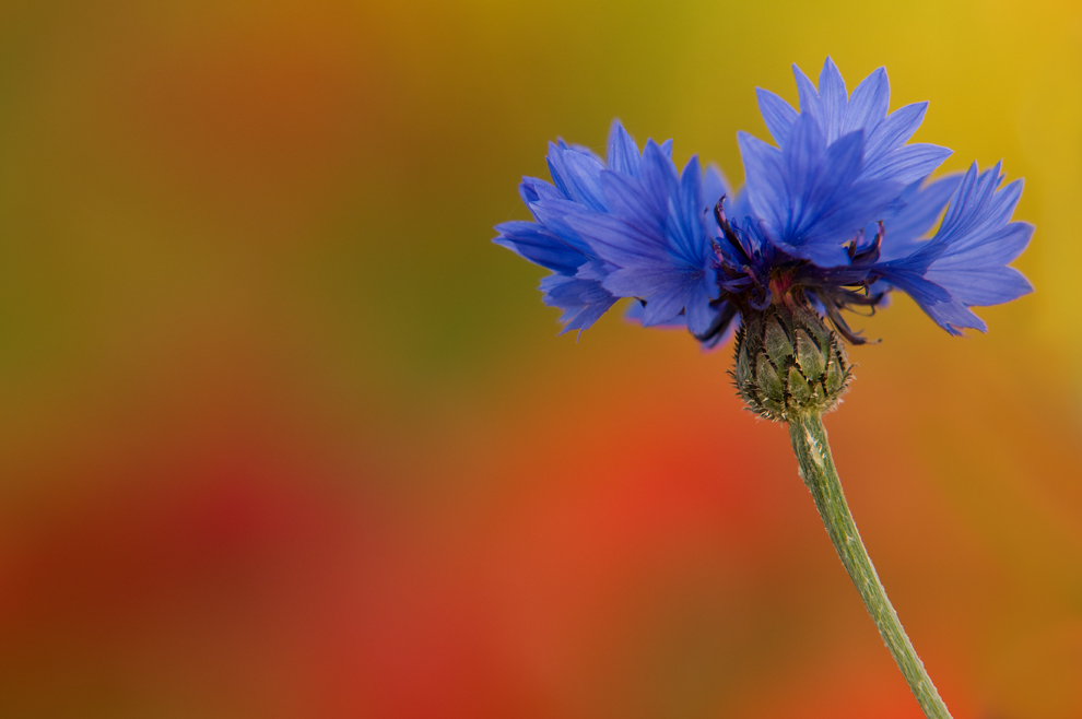 colours of summer