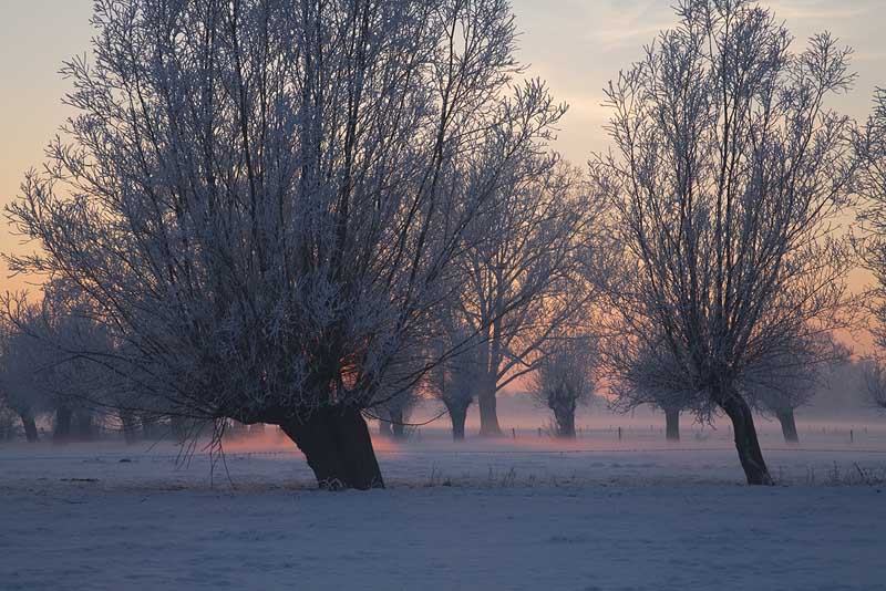 Der Niederrhein im Winter