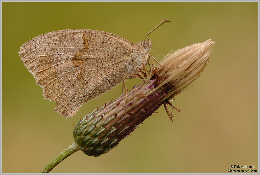 Großes Ochsenauge (Maniola jurtinia)