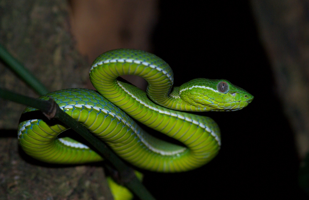 Baumviper bei Nacht