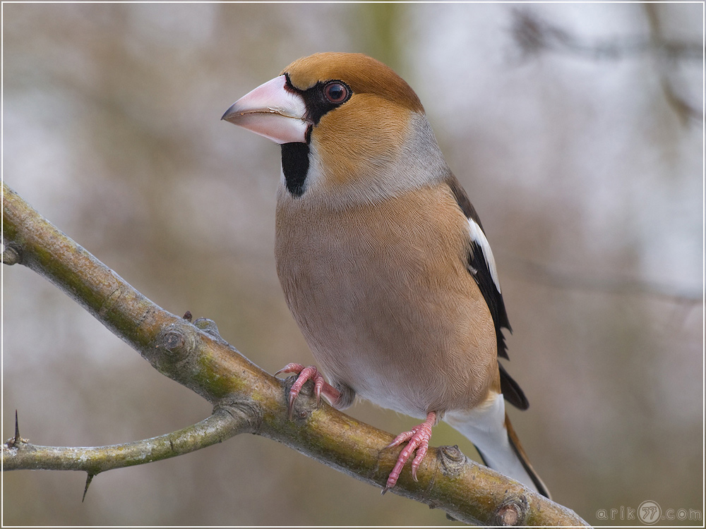 Kernbeisser - Coccothraustes coccothraustes