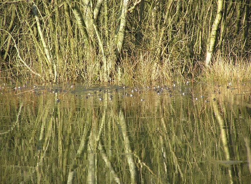 Frösche im Waldsee