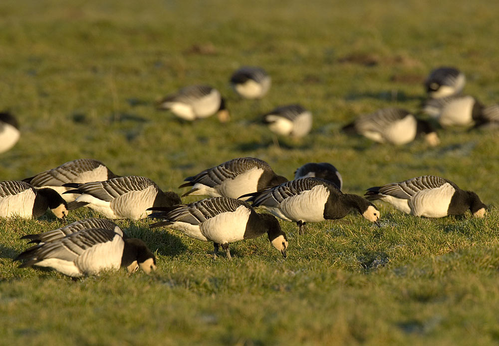 Nonnengänse (Branta leucopsis)