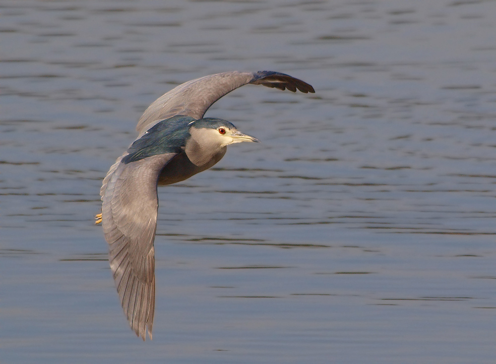 Nachtreiherflug (Nycticorax Nycticorax)