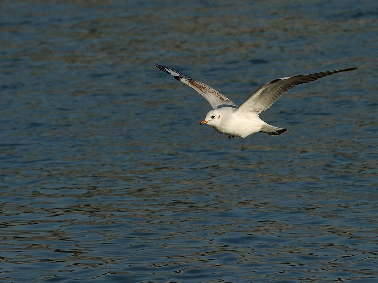 Möwe