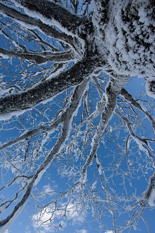 Winterbaum