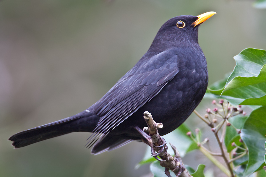 Amsel ♂ (Turdus merula)