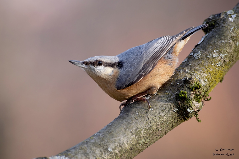 Kleiber (Sitta europaea)