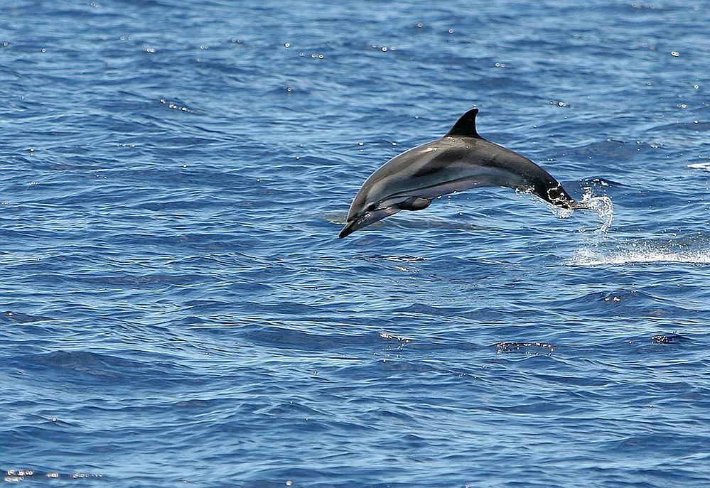 Delfin (Forum für Naturfotografen)