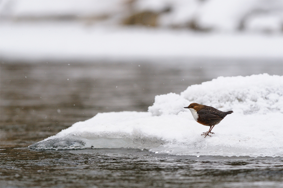 Wasseramsel an der vereisten Rodach