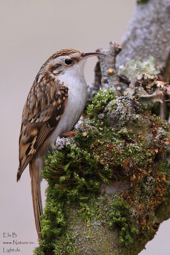 Waldbaumläufer (Certhia familiaris)