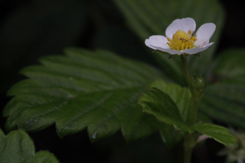 Walderdbeere Blüte