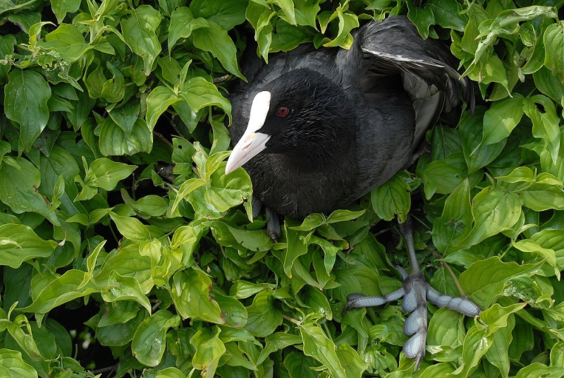 "Durch diese Hecke..."