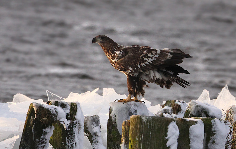 Seeadler auf dem Eis