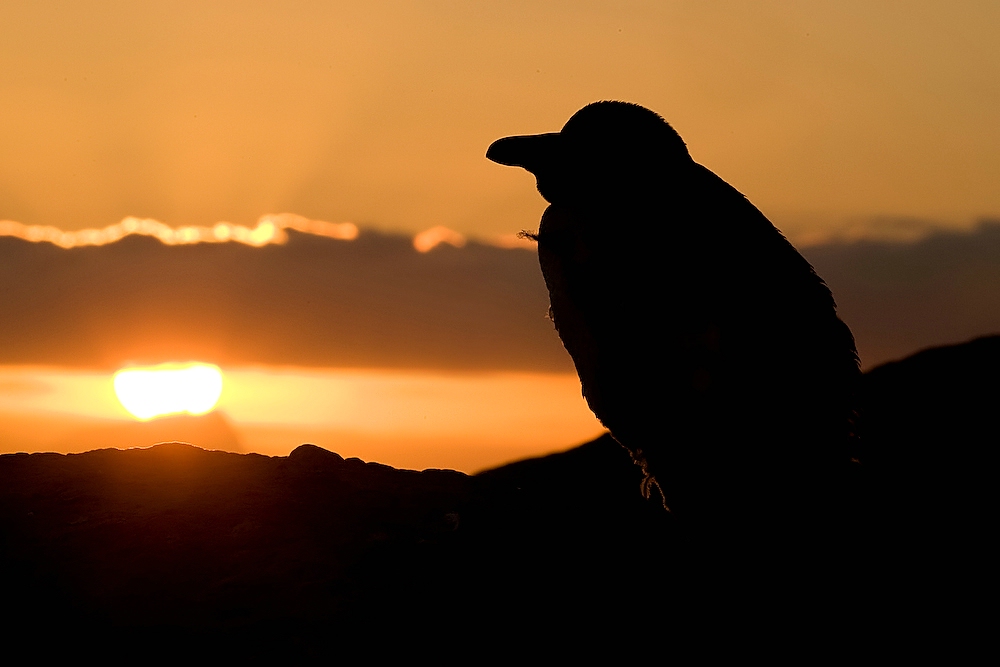 Guten Morgen Afrika!