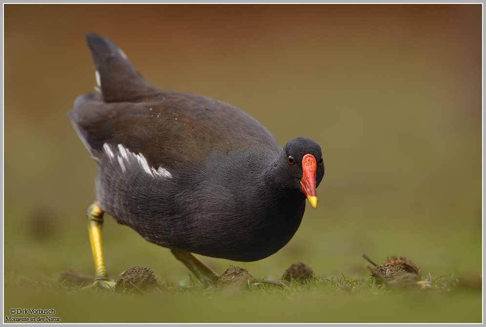 Teichralle (Gallinula chloropus)