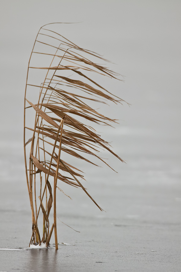 Schilfrohr (Phragmites australis; Syn.: Phragmites communis Trin.) im Winter