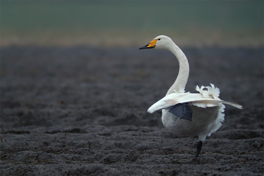 Singschwan