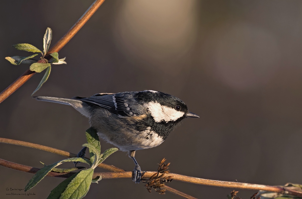 Tannenmeise (Periparus ater)