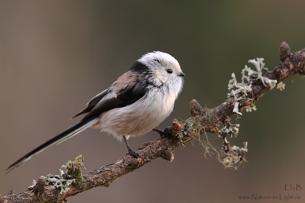 Schwanzmeise (Aegithalos caudatus)