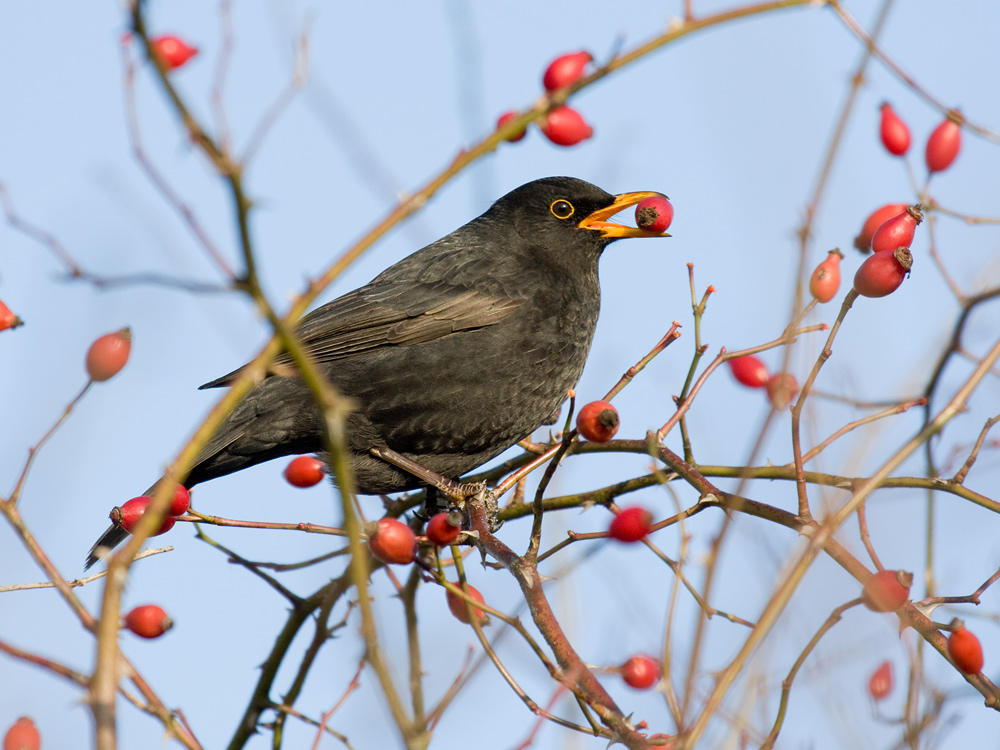 Amsel mit Hagebutte