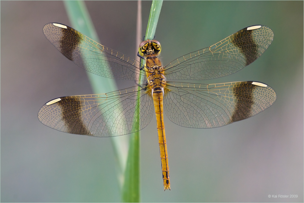 Gebänderte Heidelibelle (Sympetrum pedemontanum)