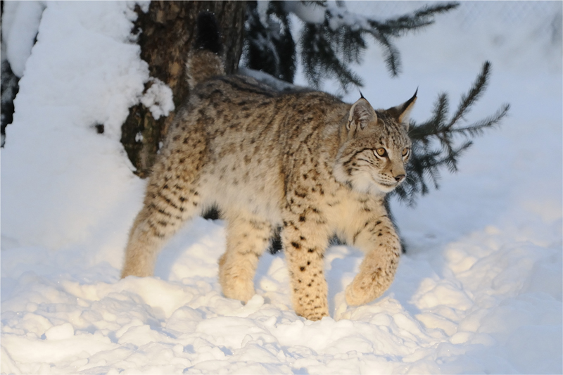 Winterluchs