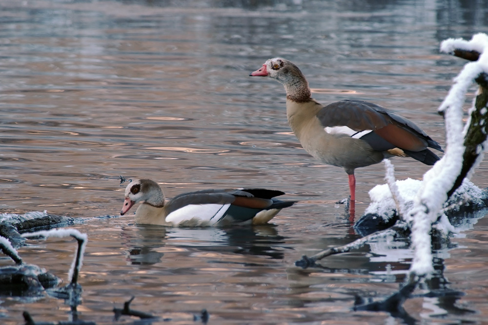 Nilgänse