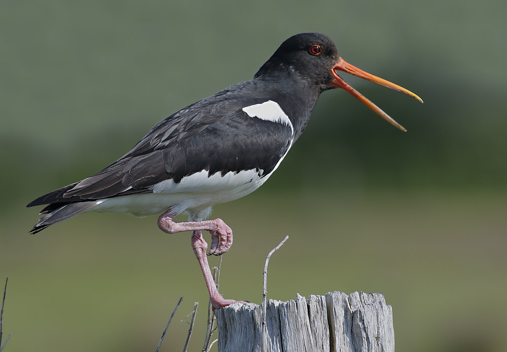 Austernfischer (Haematopus ostralegus)